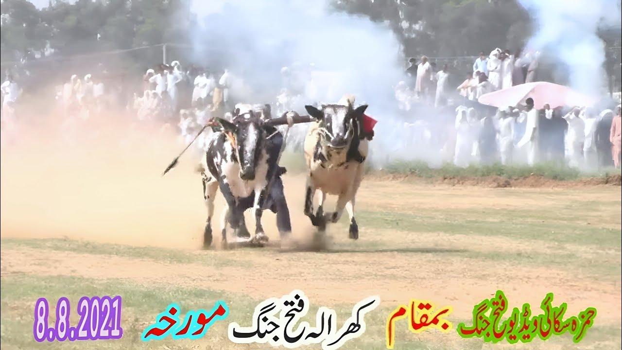 Bull Race In Pakistan.Hamza Sky Video Fateh Jang
