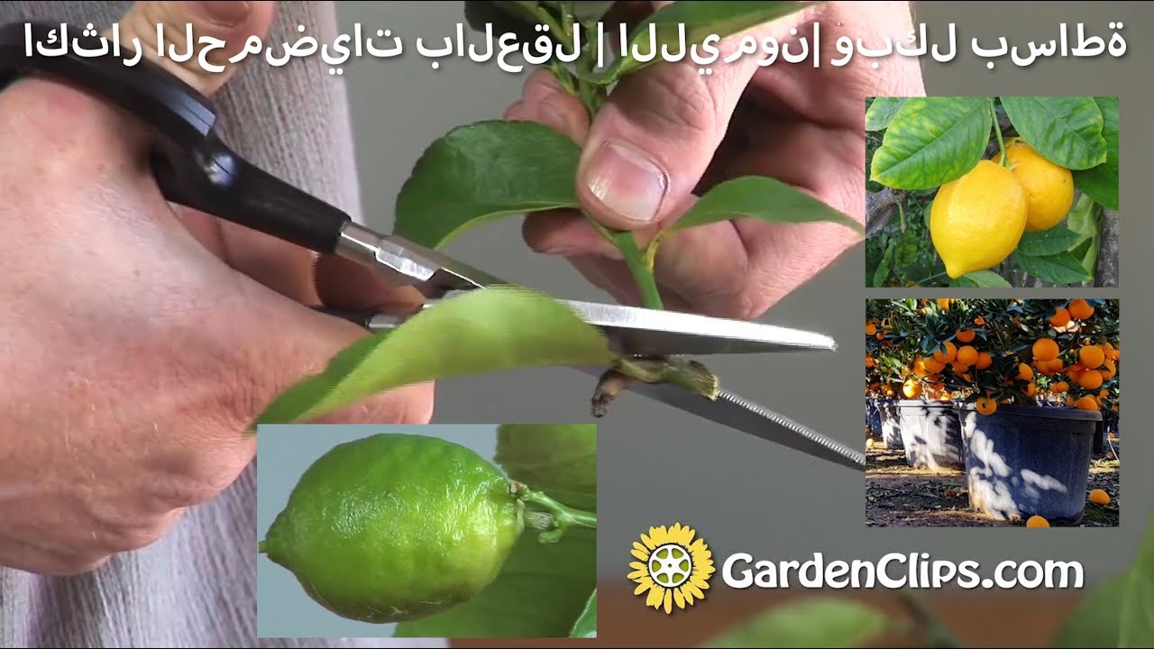 اكثار الحمضيات بالعقل | الليمون | وبكل بساطة  | How to Grow Lime Trees (Arabic version)