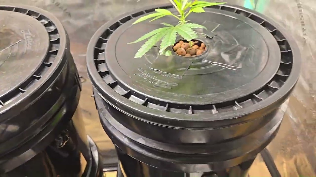 High Pressure Aeroponics{HPA}-Og Chem Brulee breeders from the lowprofilegeneticsseeds seed bank