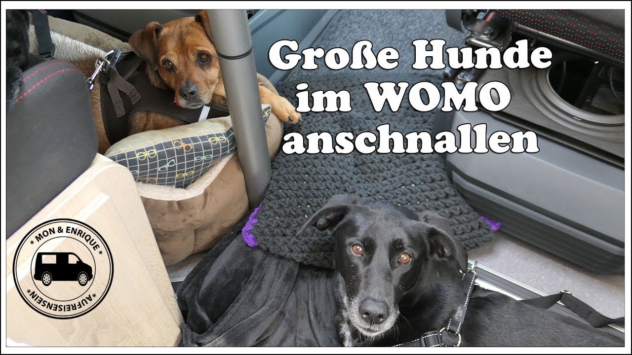 Große Hunde im Wohnmobil anschnallen zum reisen