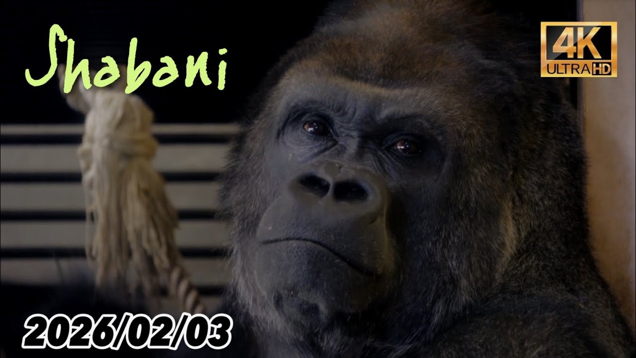 ズームアップされたゴリラ達とキヨマサのドラミングが炸裂！2026/02/03 火曜日【 東山動植物園 】