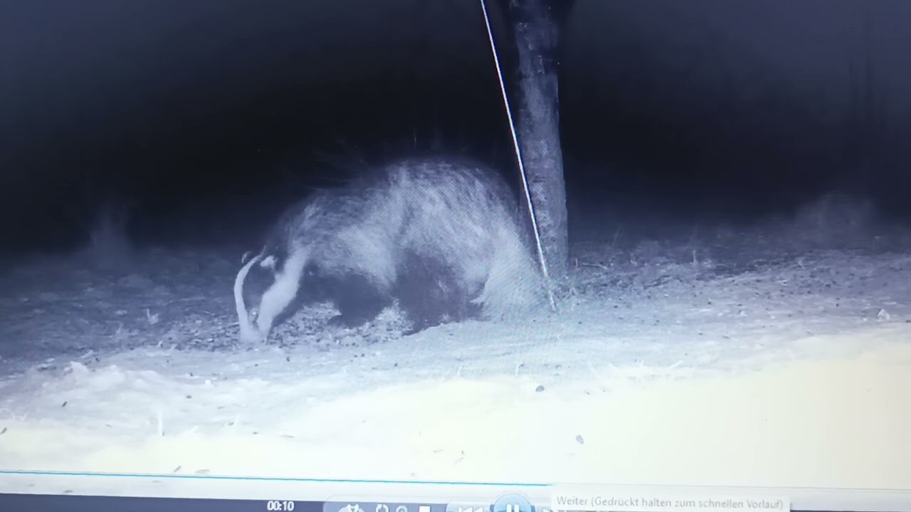 WILDKAMERA IM GARTEN. TROTZ SCHNEE FINDET DER DACHS FUTTER