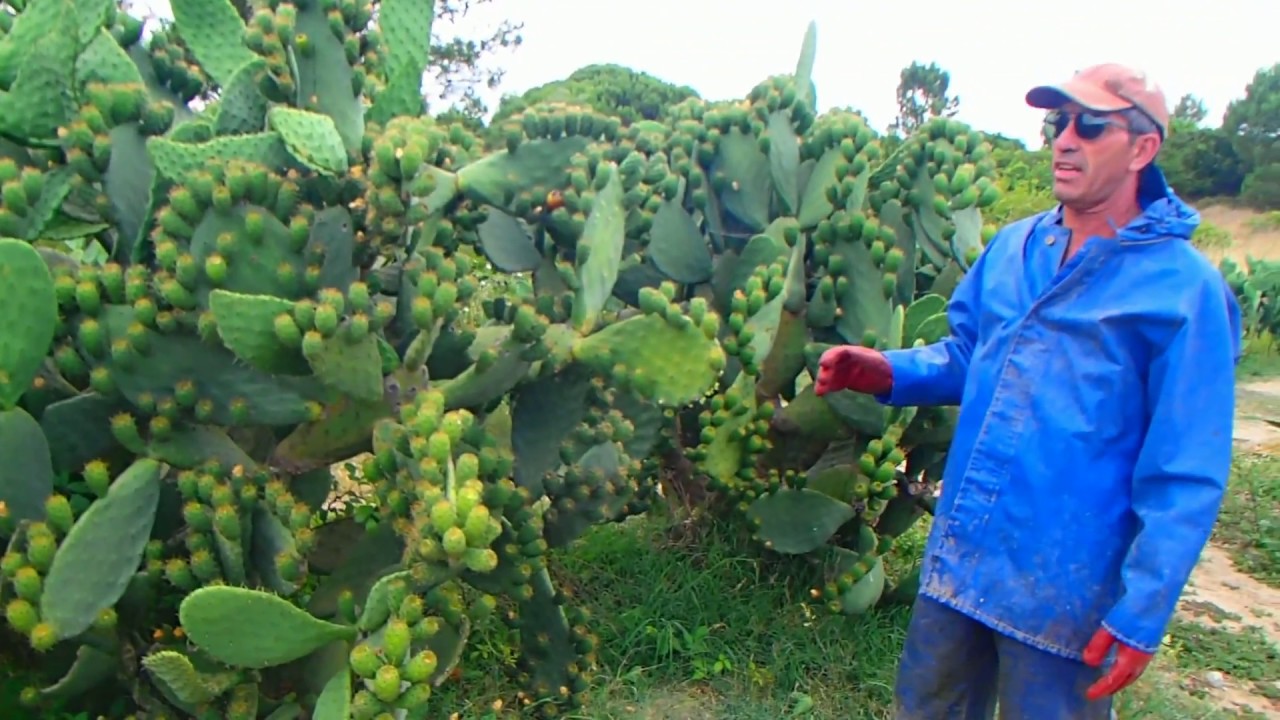 Figo da índia mondas da fruta