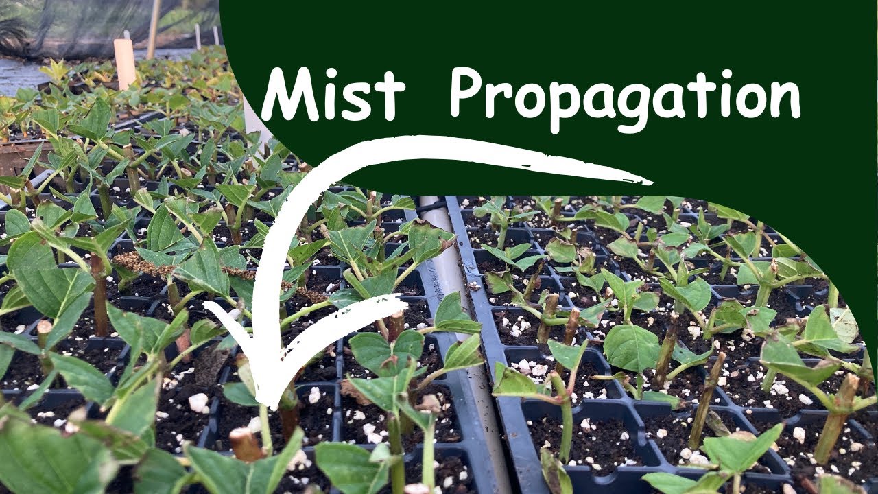 Expanding the propagation area - propagating plants using mist