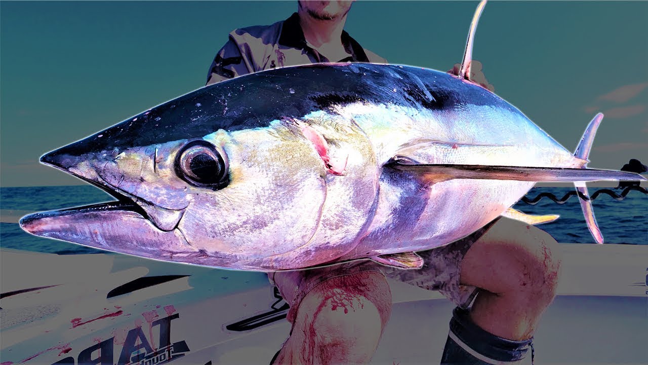 Monster Yellowfin Tuna!