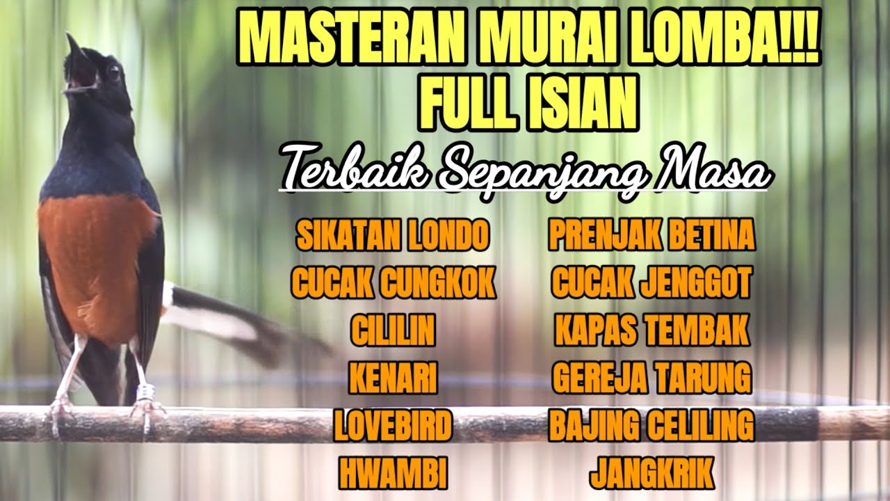 MASTERAN MURAI BATU LOMBA FULL ISIAN MEWAH SEPANJANG MASA 100% BIKIN MURAI JUARA