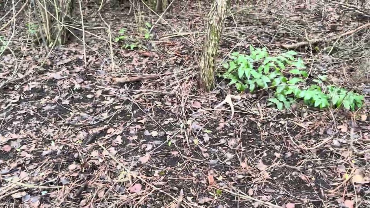 Nezuko NDS Locate Forest Hide 1