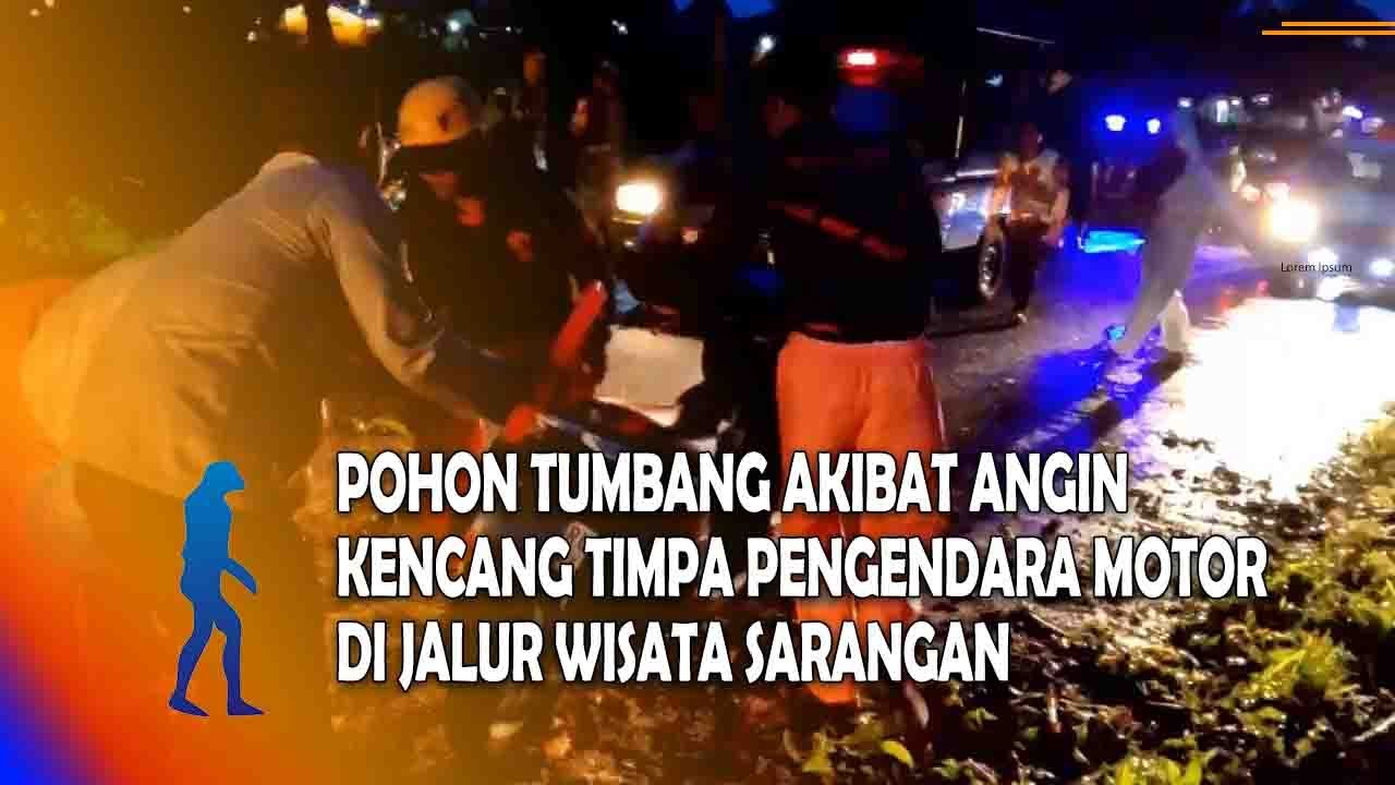 MAGETAN Pohon Tumbang Akibat Angin Kencang Timpa Pengendara Motor Di Jalur Wisata Sarangan