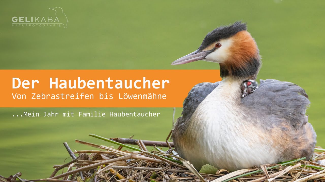 Der Haubentaucher - Von Zebrastreifen bis Löwenmähne...Mein Jahr mit Familie Haubentaucher.