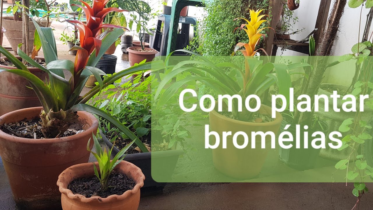 Como plantar Bromélias