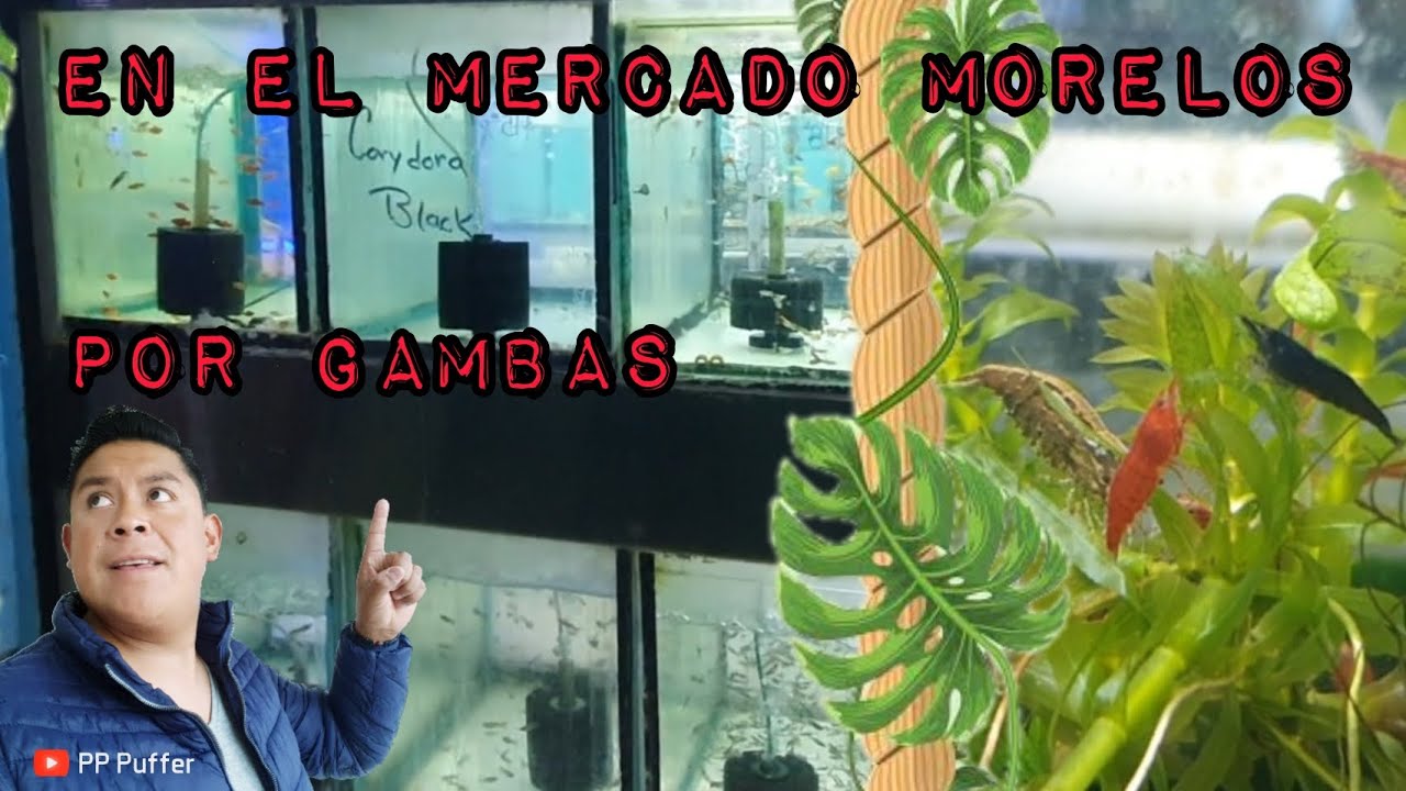 En el MERCADO MORELOS en busca de GAMBAS con PRECIOS