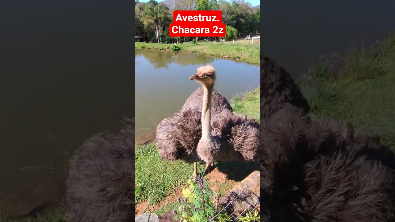 Como ela &eacute; muito maior pessoalmente. #aves #naturezasurpreendente #aventurasdeguto