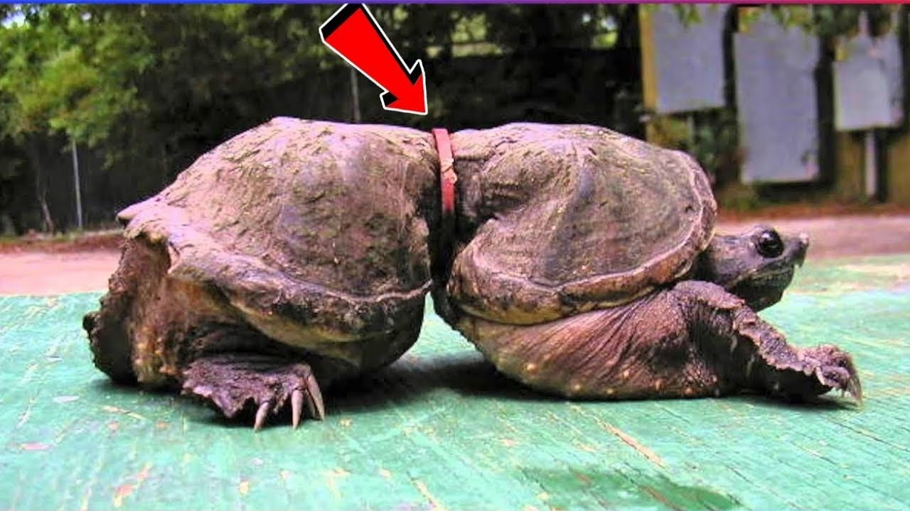 This Will Make You Cry 😭 Animals Who Trusted Humans!