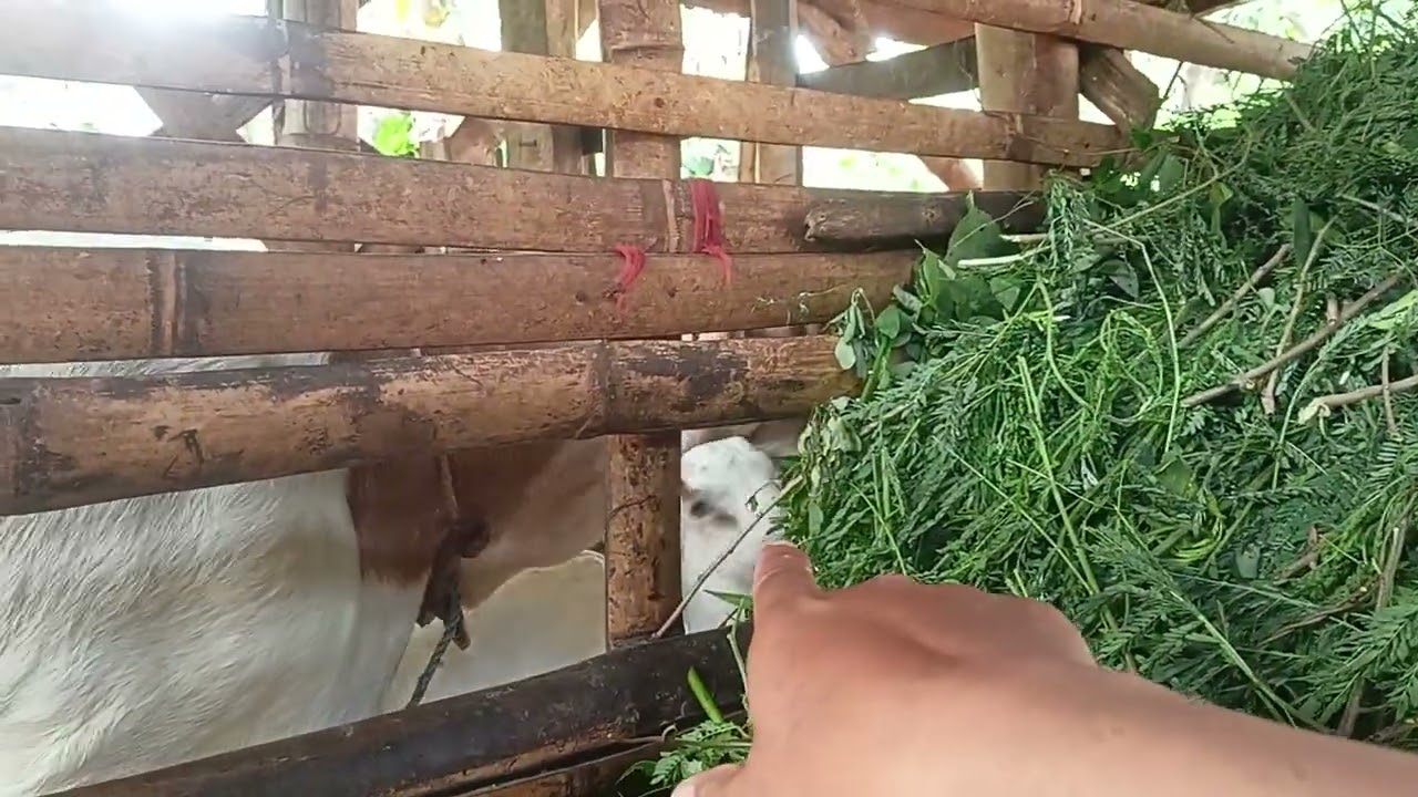 Usia cempe mulai makan rambanan dan pakan yang bagus untuk pertumbuhan