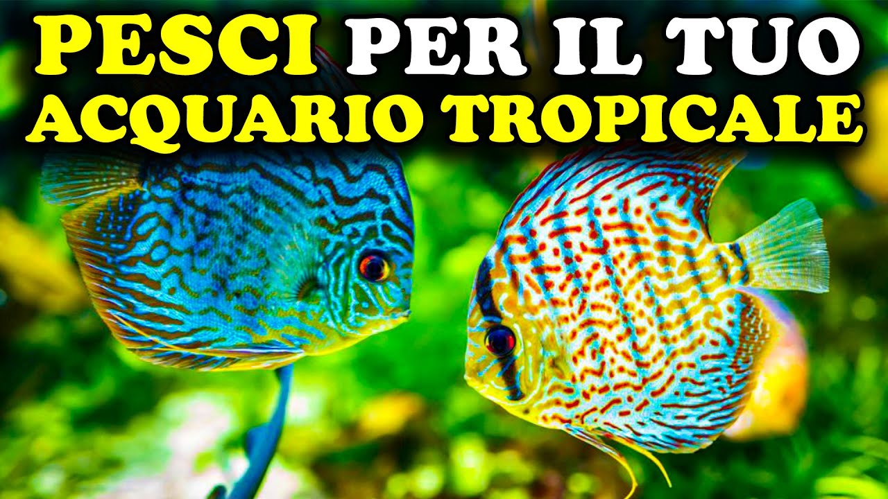 UNA SELEZIONI DI PESCI PER IL TUO ACQUARIO TROPICALE - VITA ANIMALE