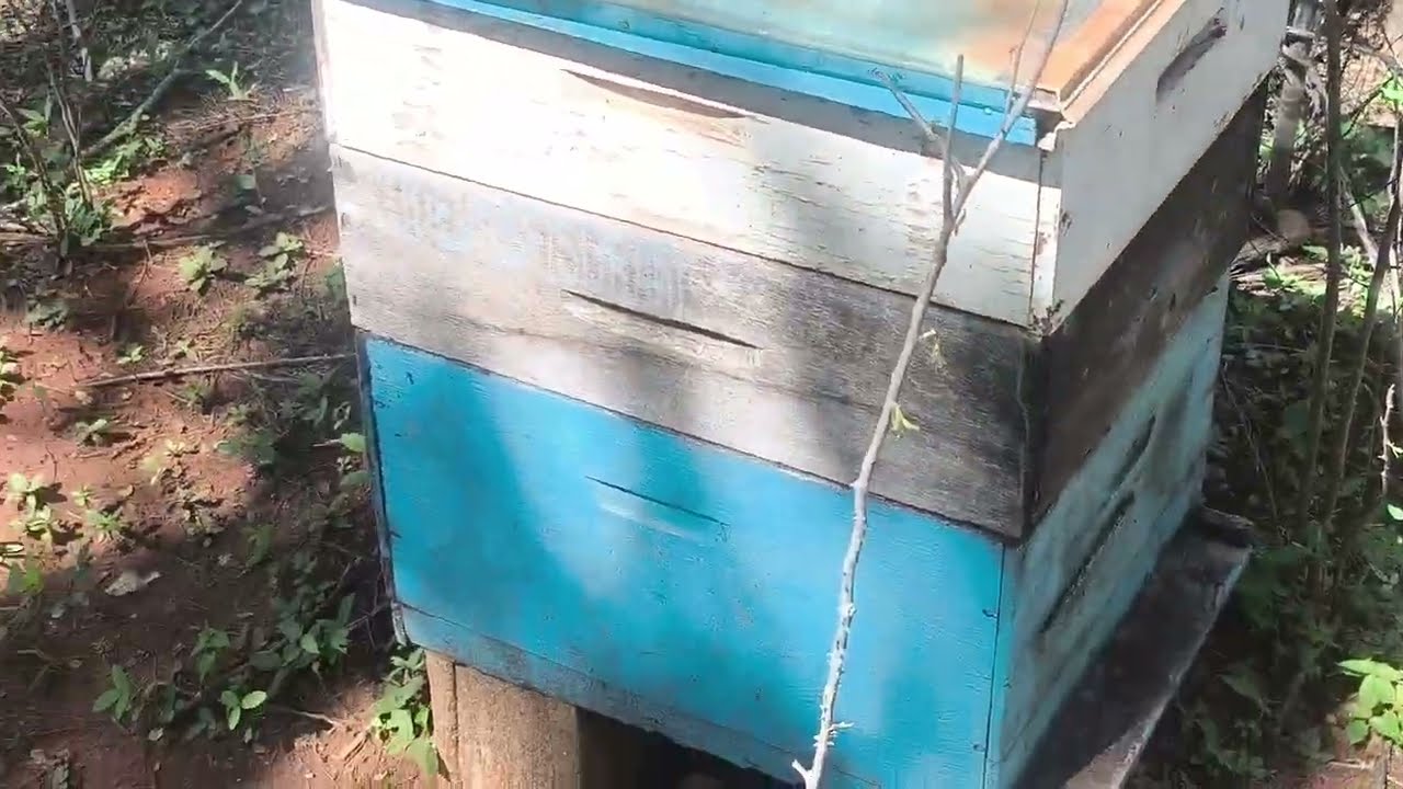 Montei um novo apiário 🐝