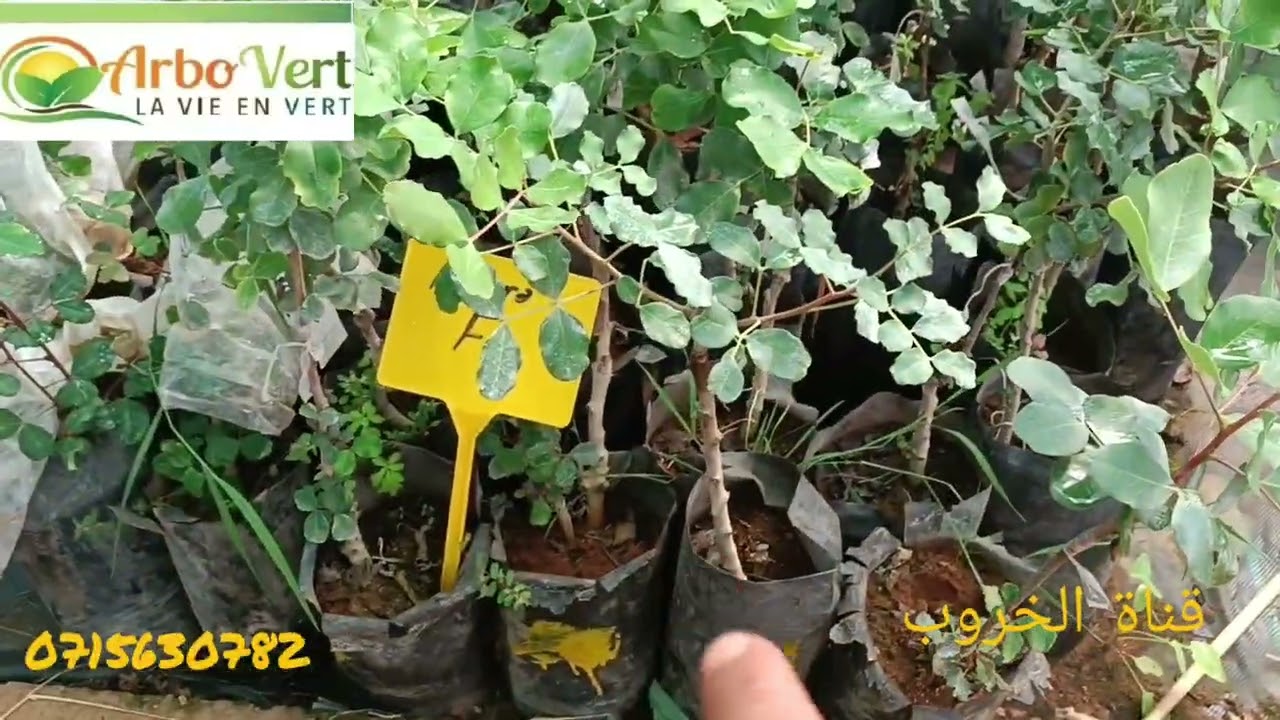 شتائل الخروب من مشتل Arbovert في حلته الجديدة