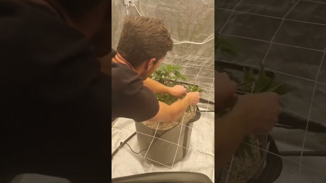 First round of low stress training. #plants #olivertree #thegrobro #shorts