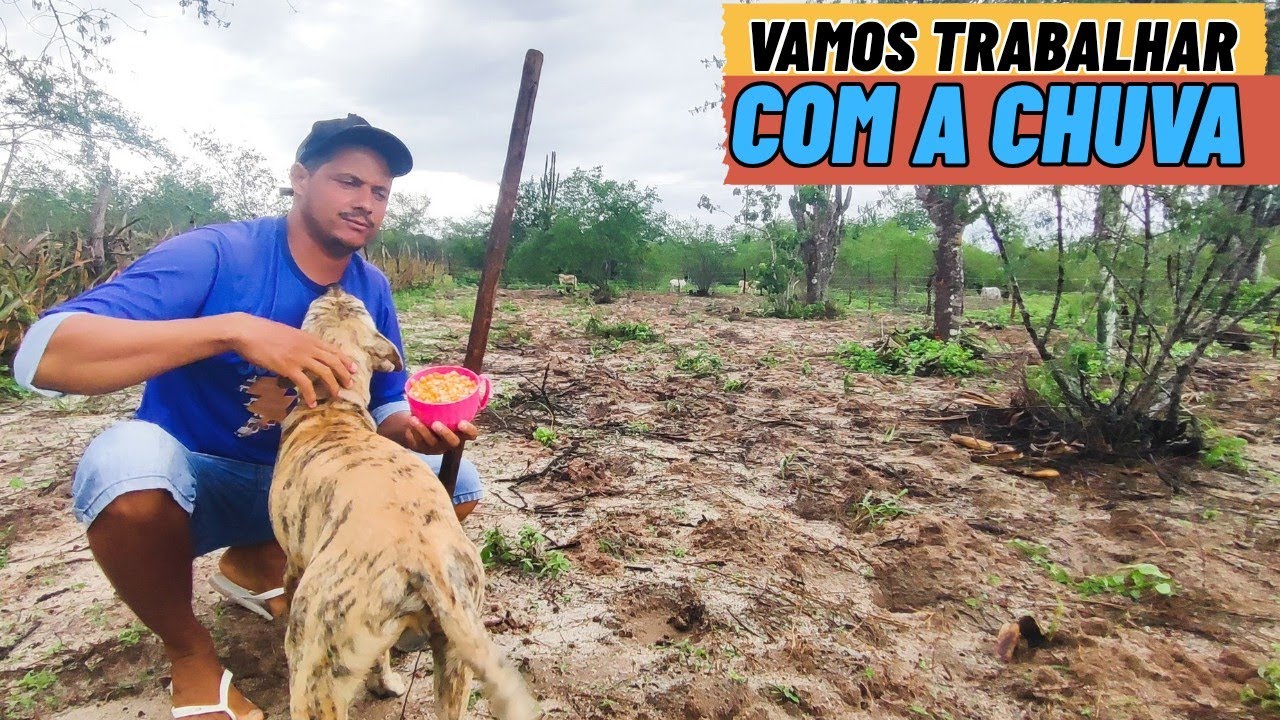 Tempo bom no sítio, plantando milho e capim debaixo de muita chuva