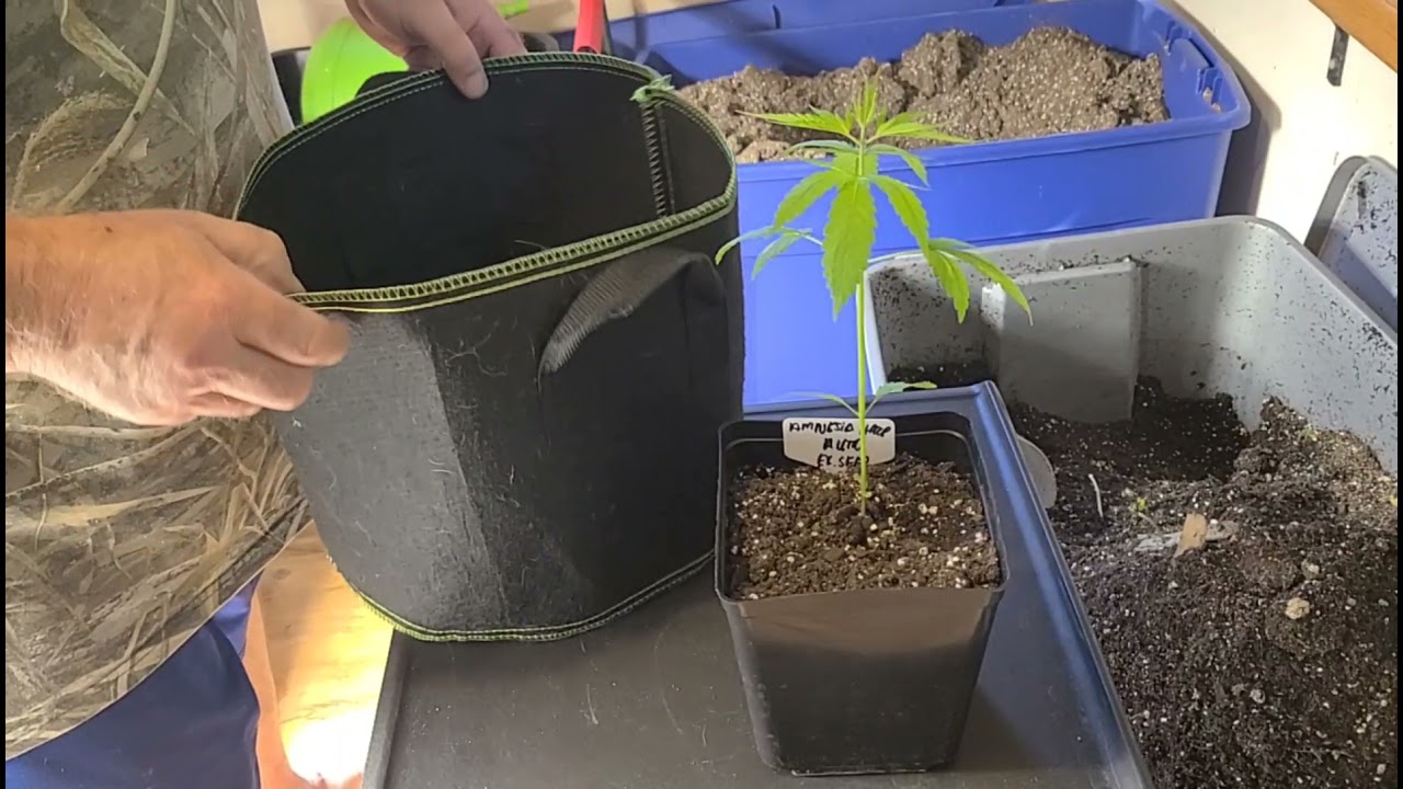 Transplanting Auto Flowers #marshydro_amazon
