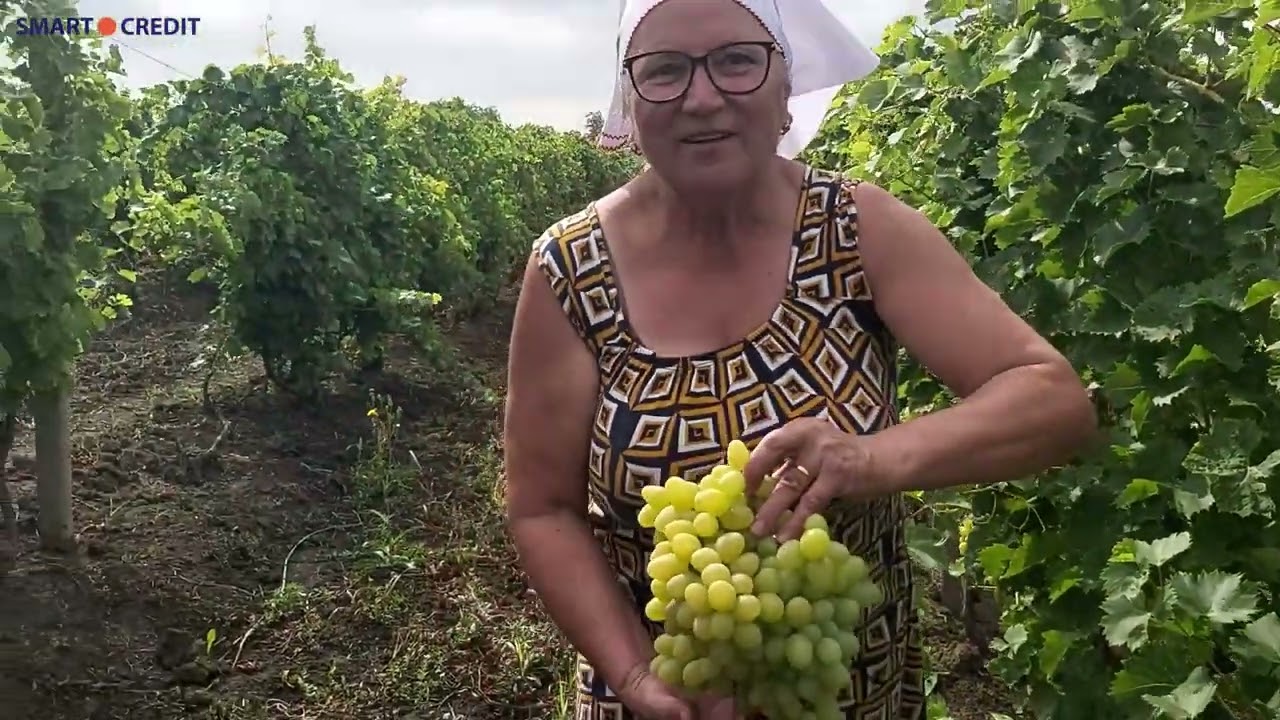 Cum cresc cei mai gustoși struguri de masă în Ungheni?