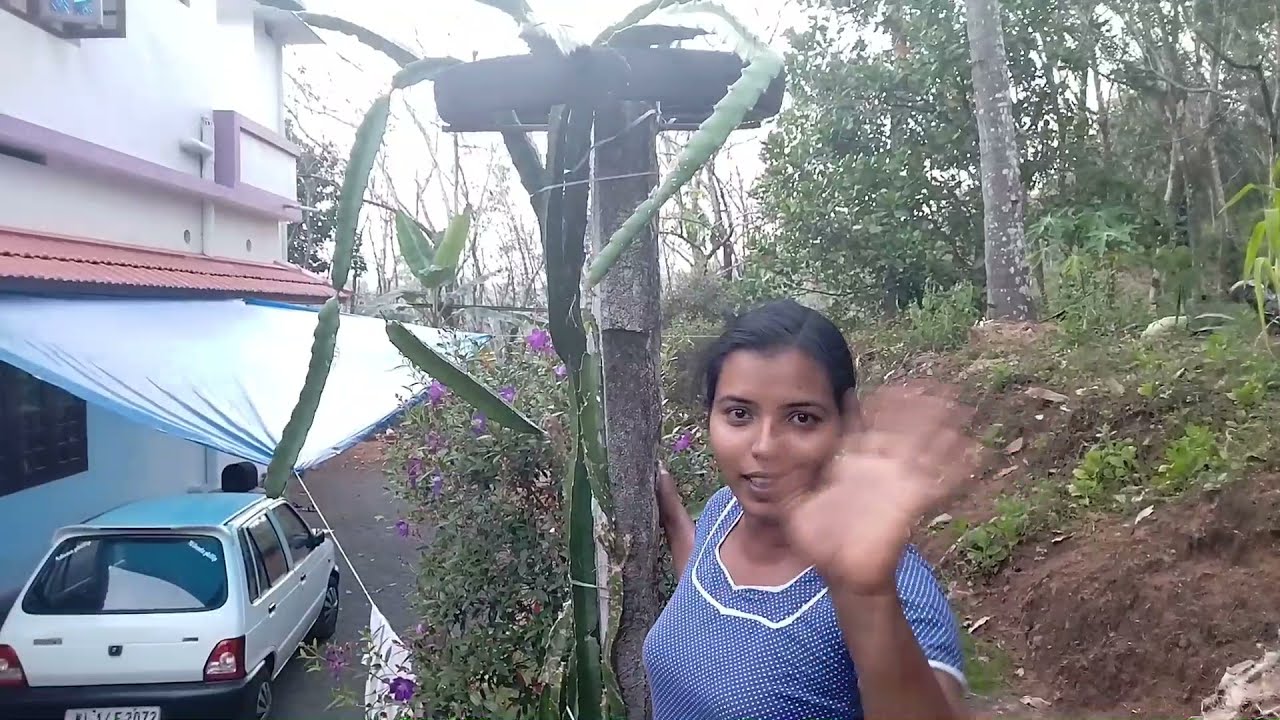 ഡ്രാഗൺ ഫ്രൂട്ട് തൈ നടുന്ന രീതി