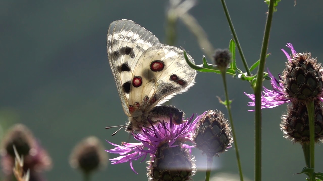 Mosel-Apollofalter im Flug. Valwig, Moseltal 2018