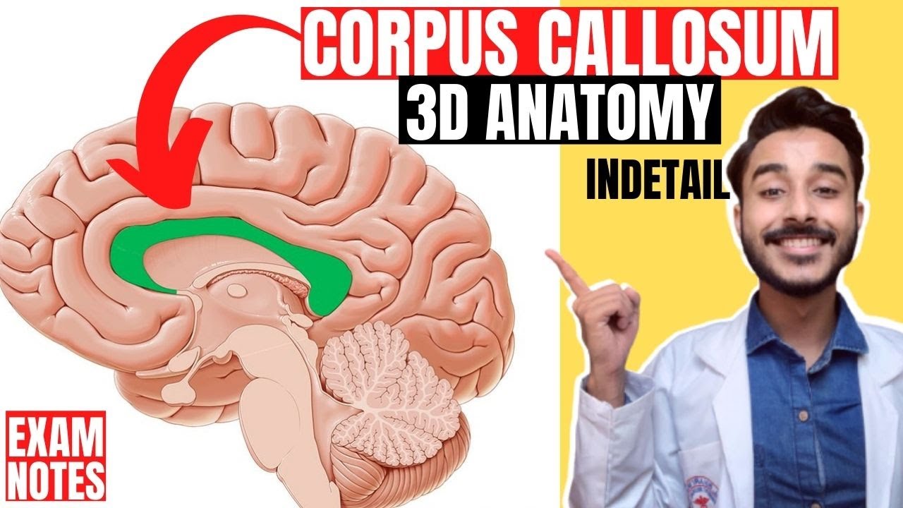 corpus callosum anatomy 3d | white matter of cerebrum anatomy