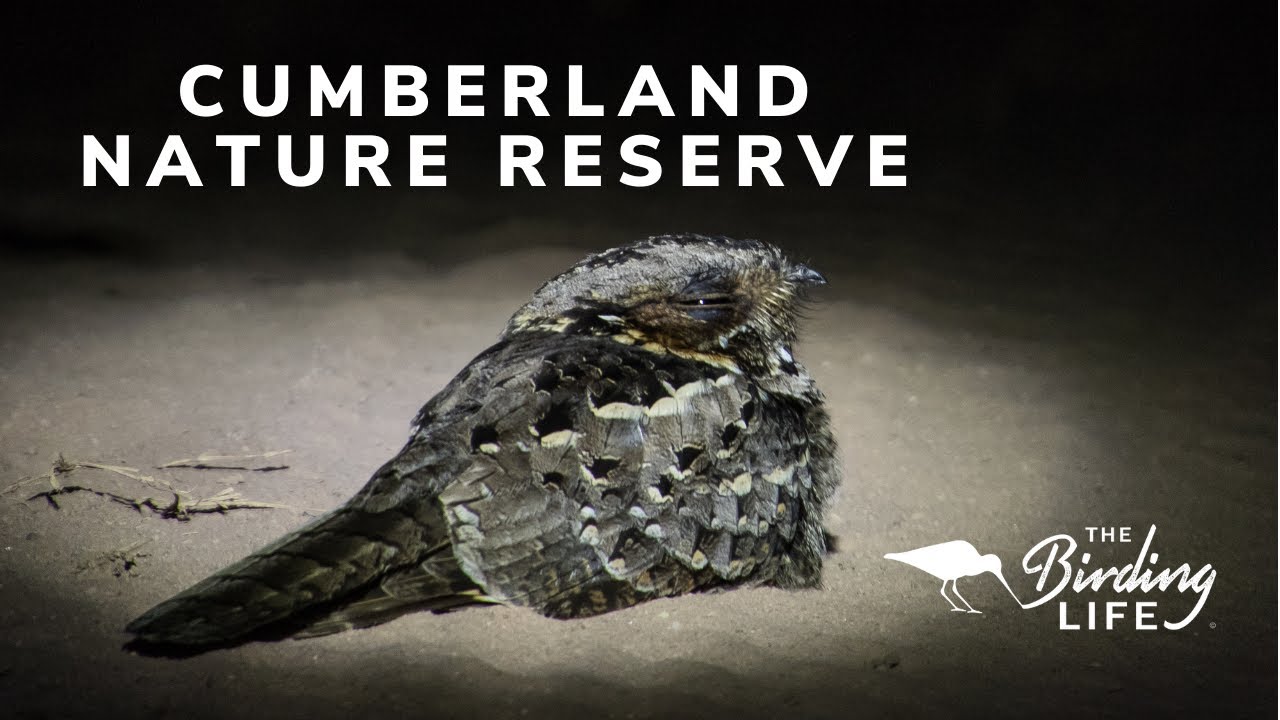 Cumberland Nature Reserve | The Birding Life