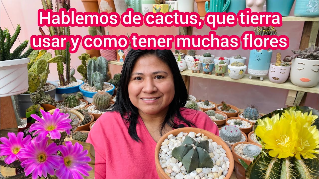 Lo que debes hacer para tener cactus hermosos y con muchas flores