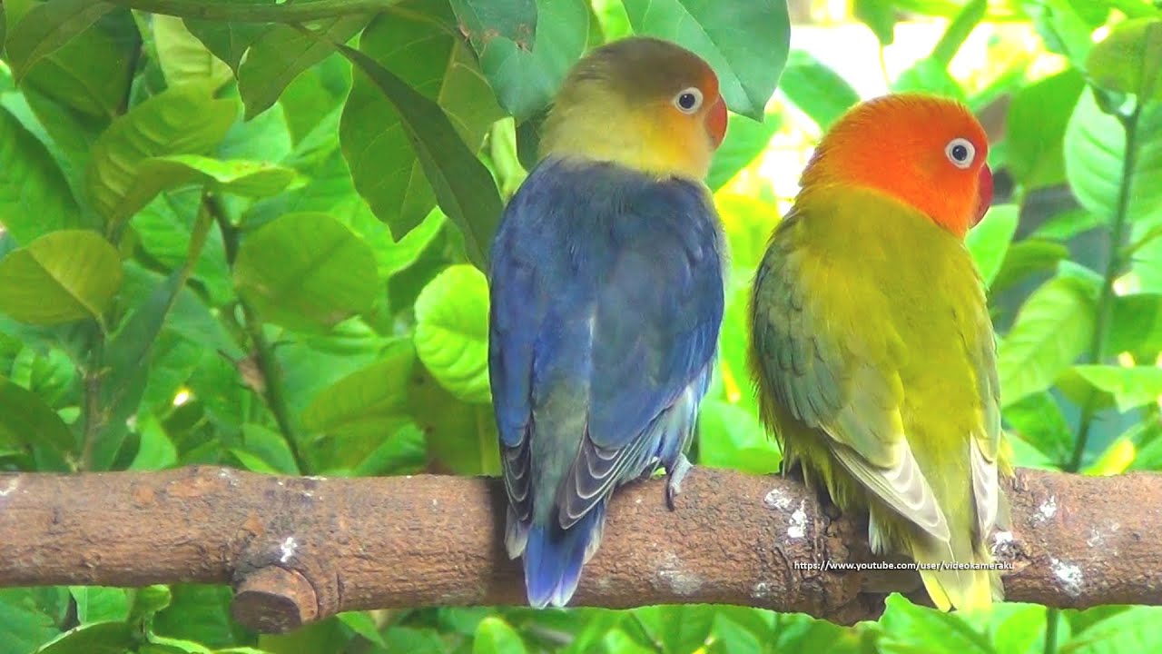 Lovebird Sounds from Parblue Violet Fischer's & Pastel Green Opaline Fischer's