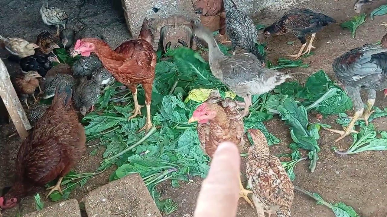 Hoje foi dia de pegar verduras para tratar das galinhas caipiras 🙏🐔😀