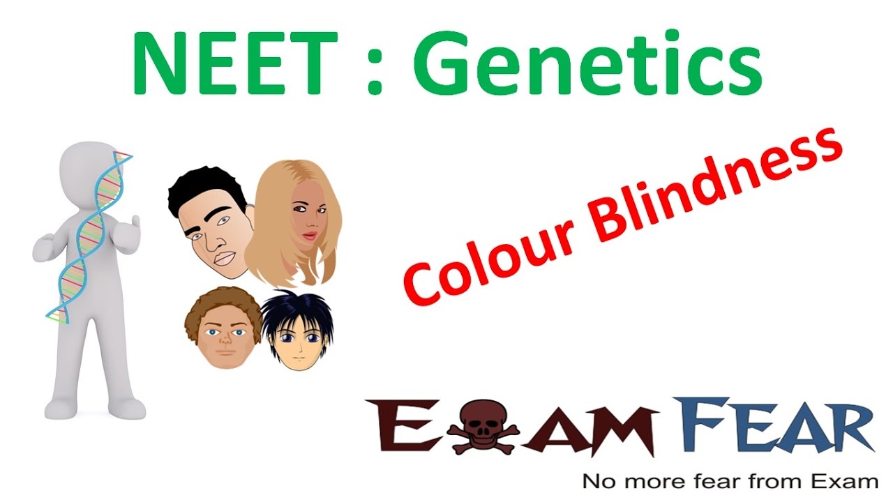NEET Biology Genetics :  Colour Blindness