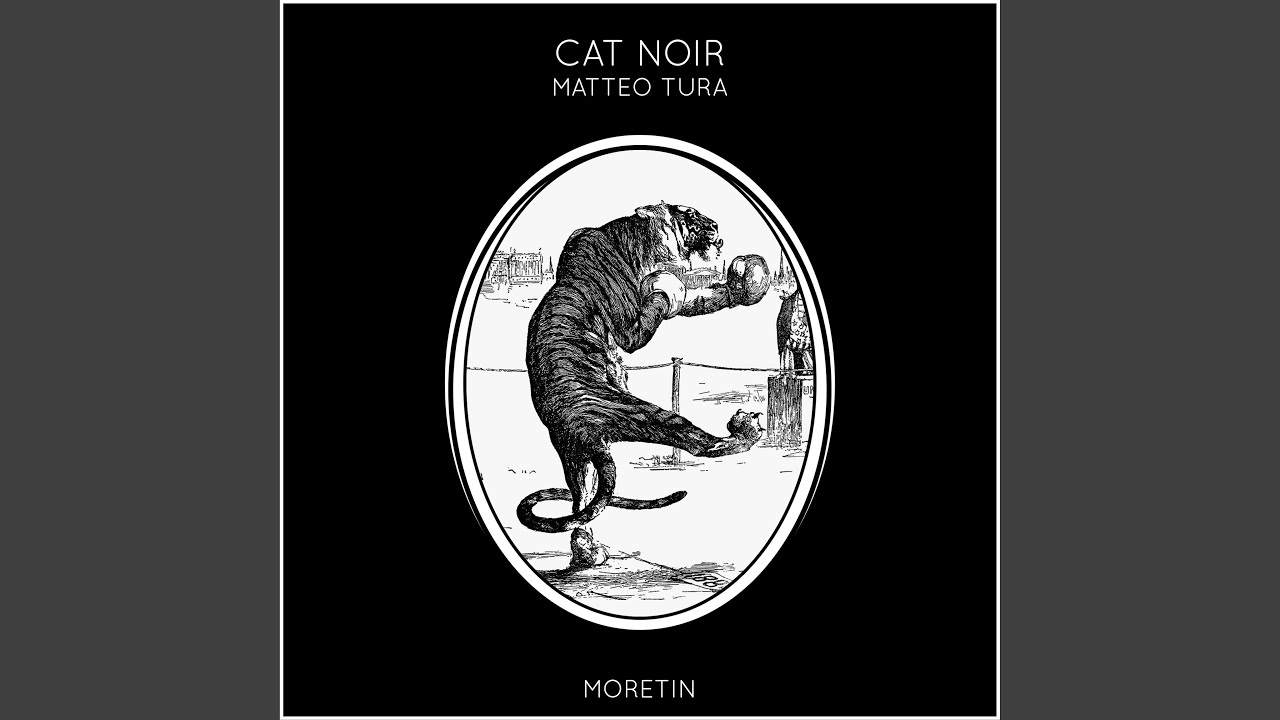 Cat noir