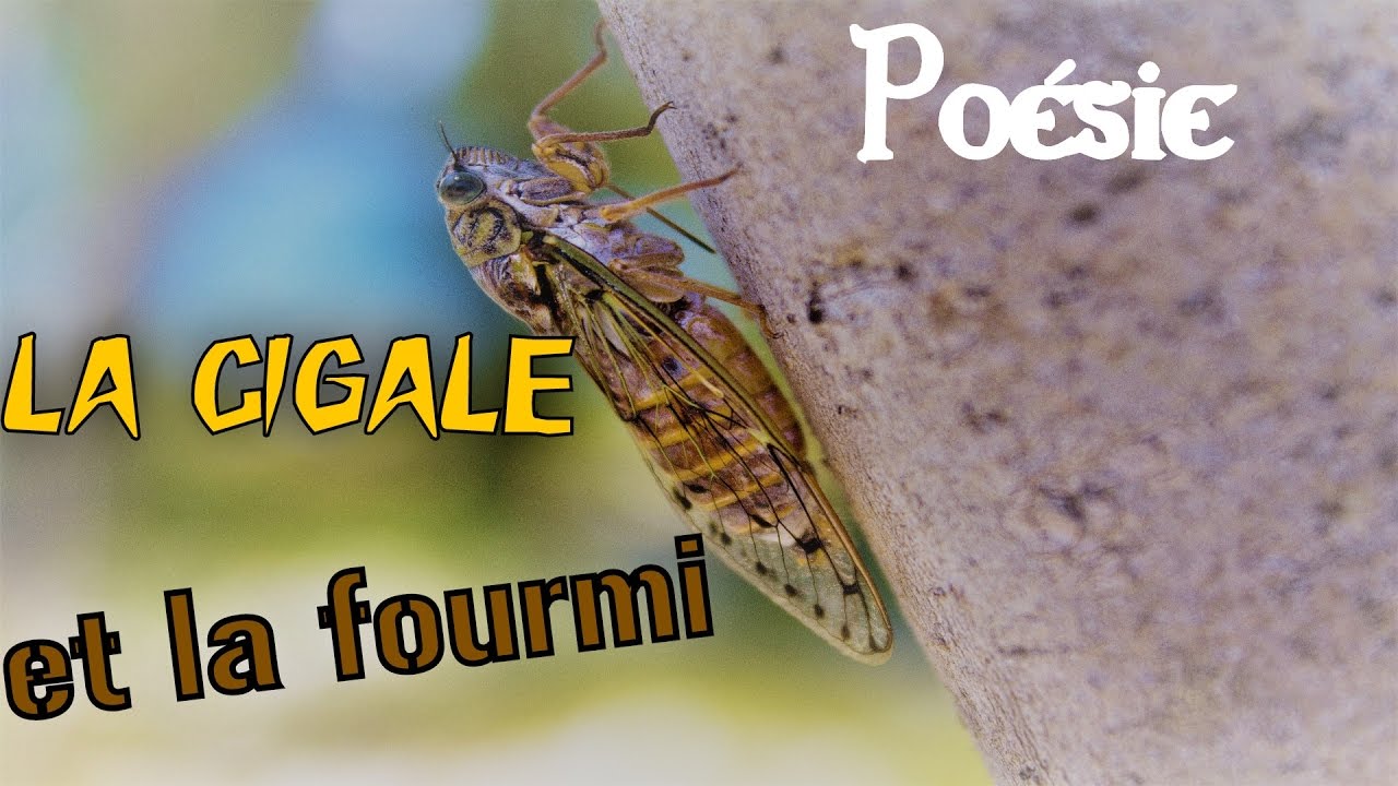 французский стихотворение 🐜 La cigale et la fourmi de Jean de la Fontaine 🐜