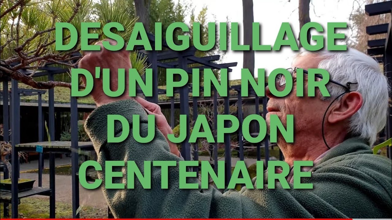PIN NOIR DU JAPON CENTENAIRE - KUROMATSU
