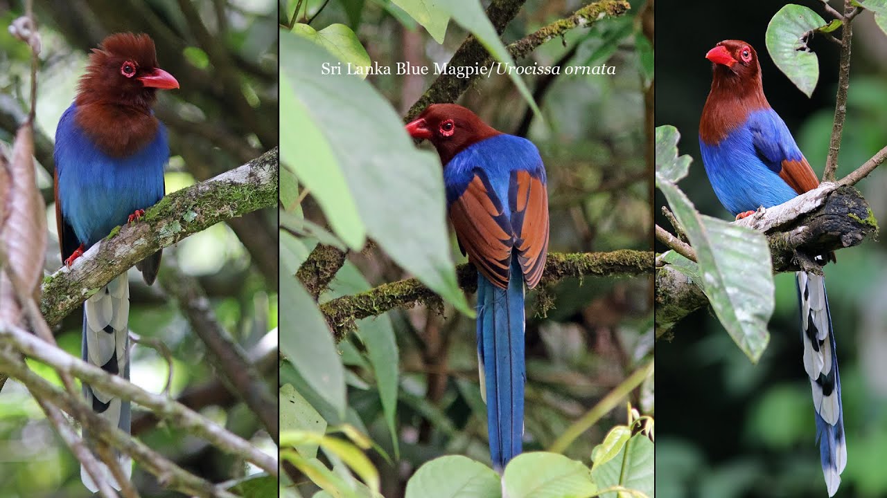 Birding SW Sri Lanka Nov-Dec 2014, Part 1