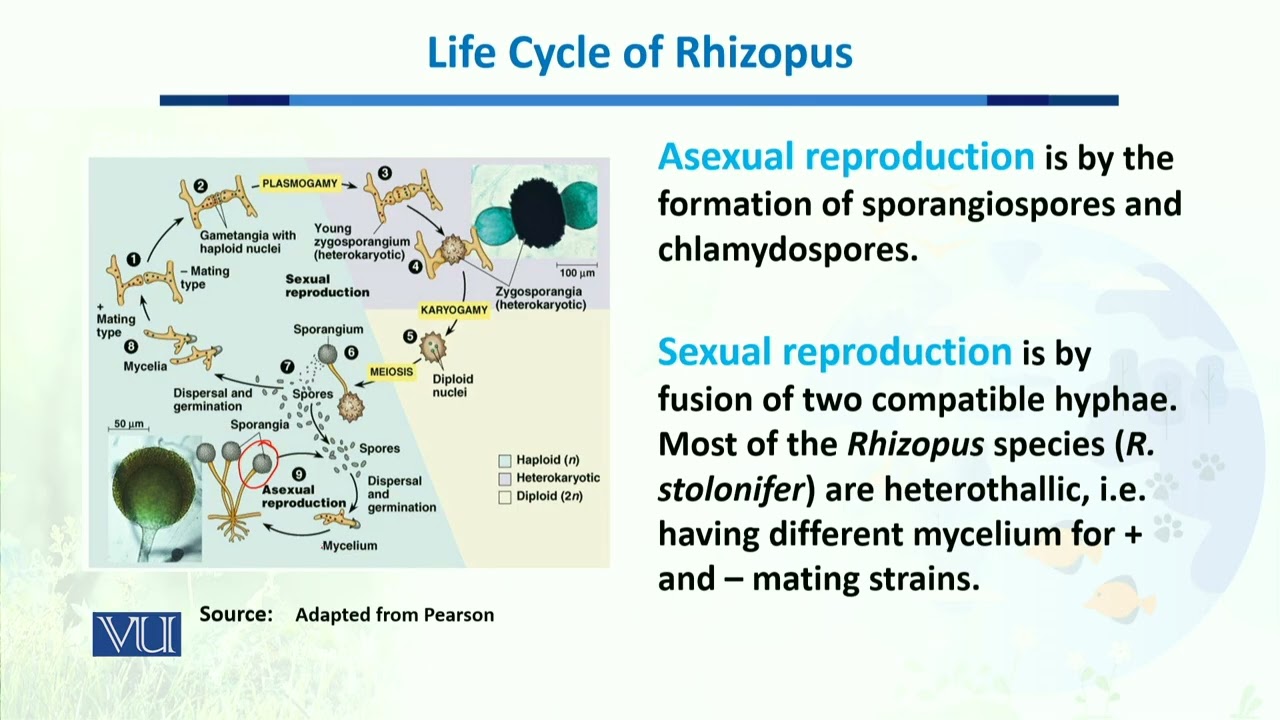 Life Cycle of Rhizopus | Biodiversity & Evolution-II | BT201 Topic093