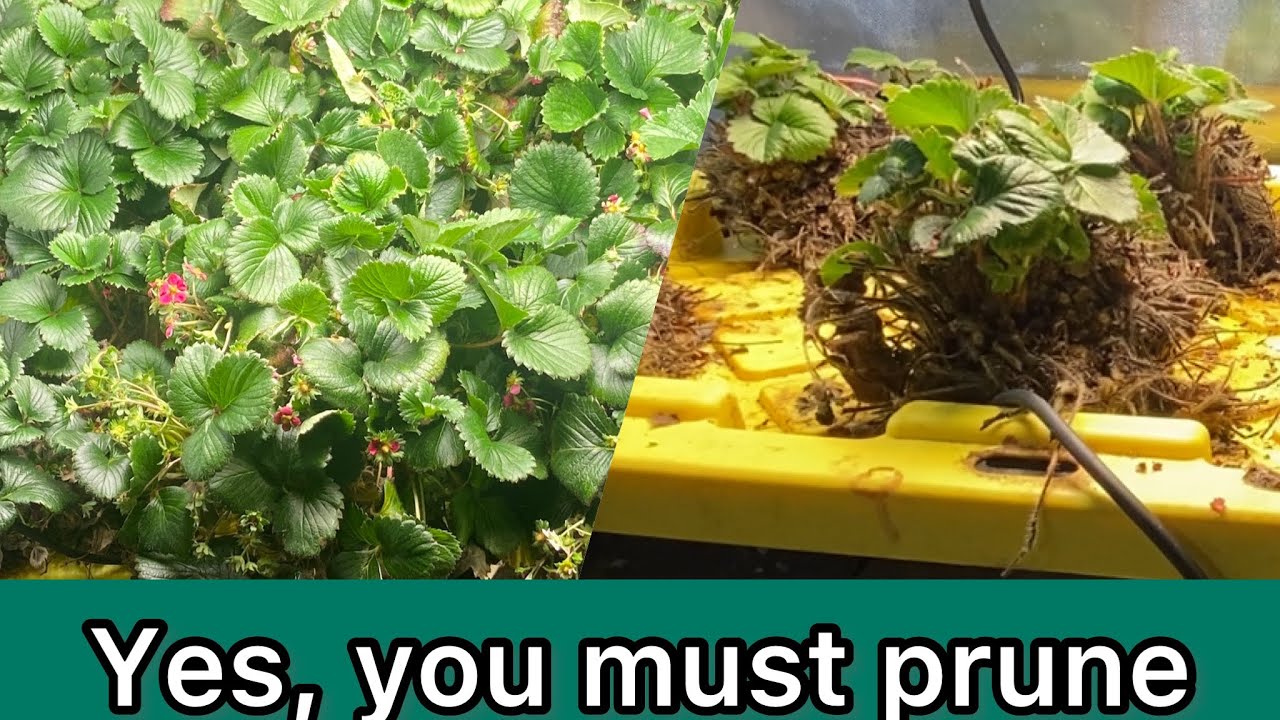 Prune indoor strawberries every year. (Here’s how)