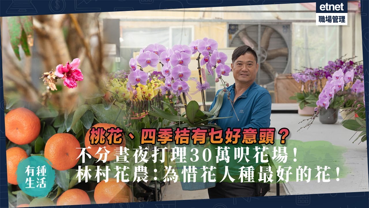 30萬呎花場種桃花、四季桔、百合、蘭花！朝4凌晨2打理、39年無吃團年飯！大埔林村花農：為惜花人種最好的花！