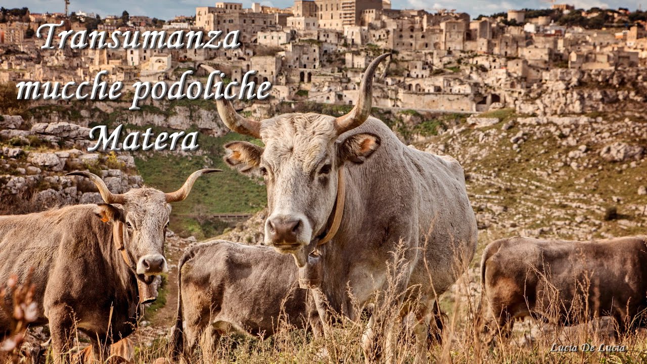 Transumanza mucche podoliche Matera