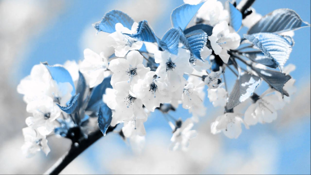 &Rho;&alpha;&sigma;ό&pi;&omicron;&upsilon;&lambda;&omicron;&nu; (&Pi;&omicron;&nu;&tau;&iota;ά&kappa;&omicron;) HD