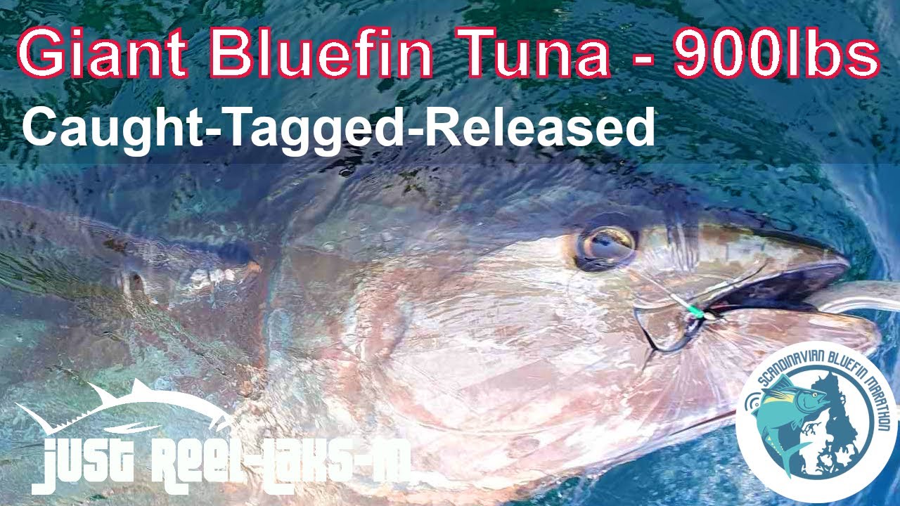 Giant Bluefin Tuna Fishing - 900lbs - Caught-Tagged-Released (2023)