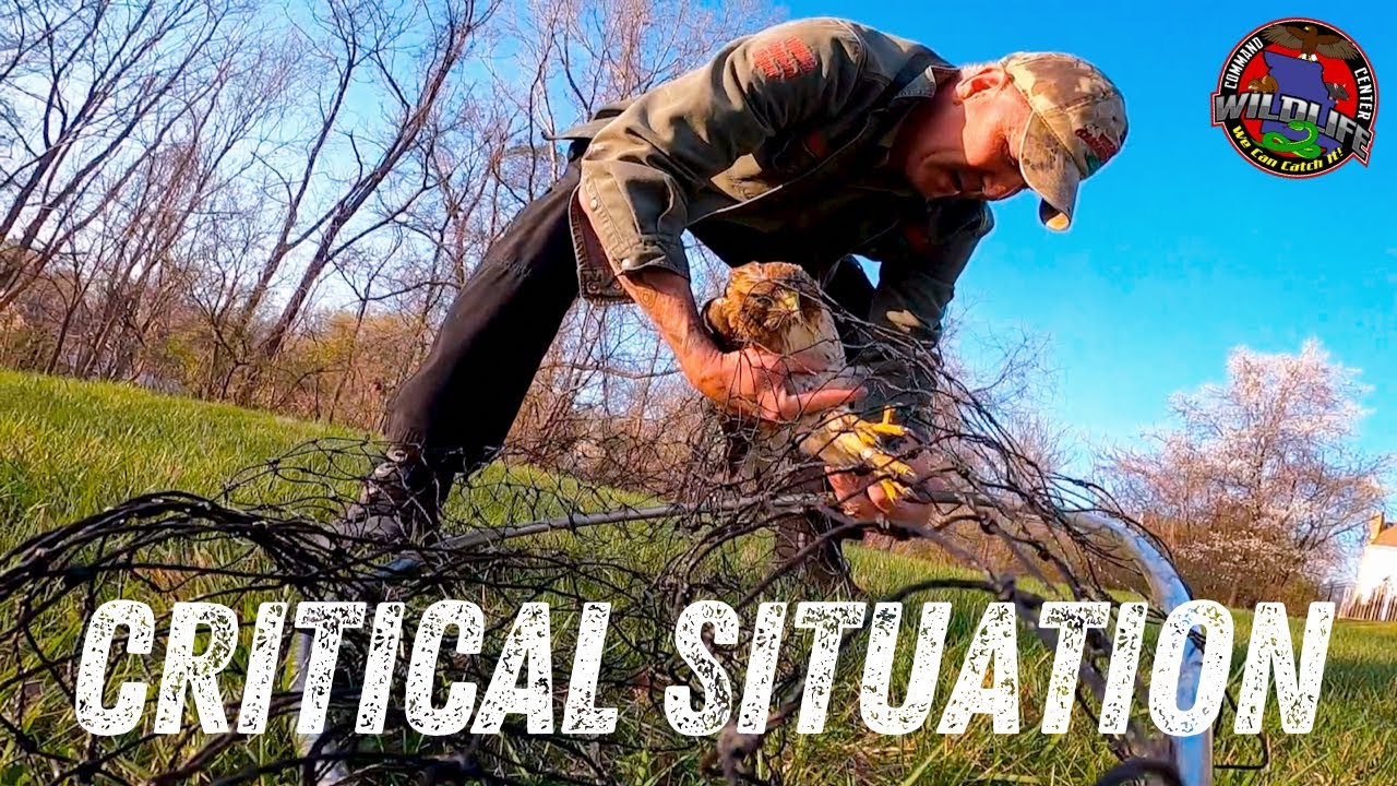 Red-Tailed Hawk | Raptor Rescue | Wildlife Command Center - Ep. 8