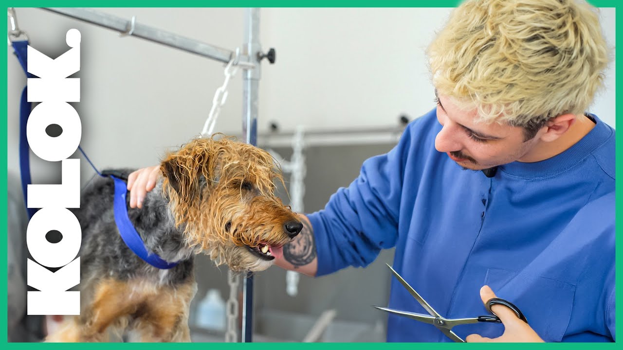 J'ai testé le métier de TOILETTEUR CANIN