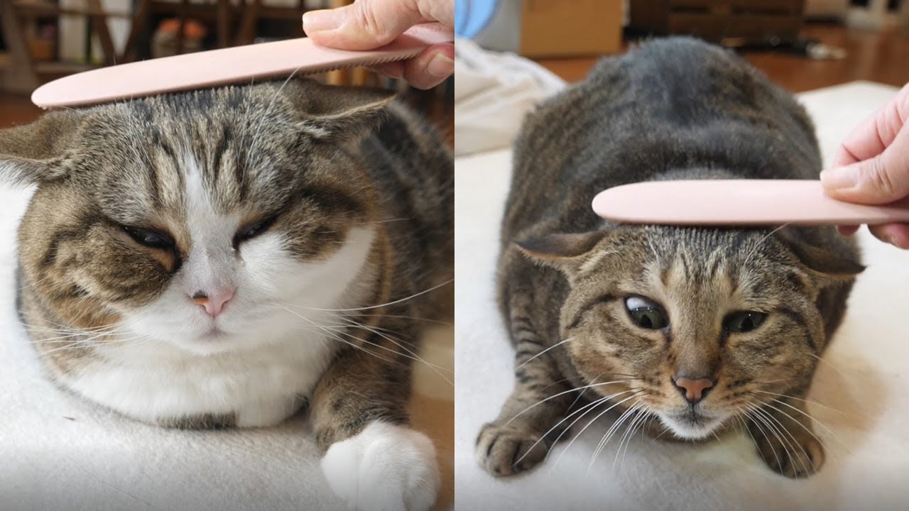 ねこじゃすりとまるとはな。-New cat groomer and Maru&Hana.-