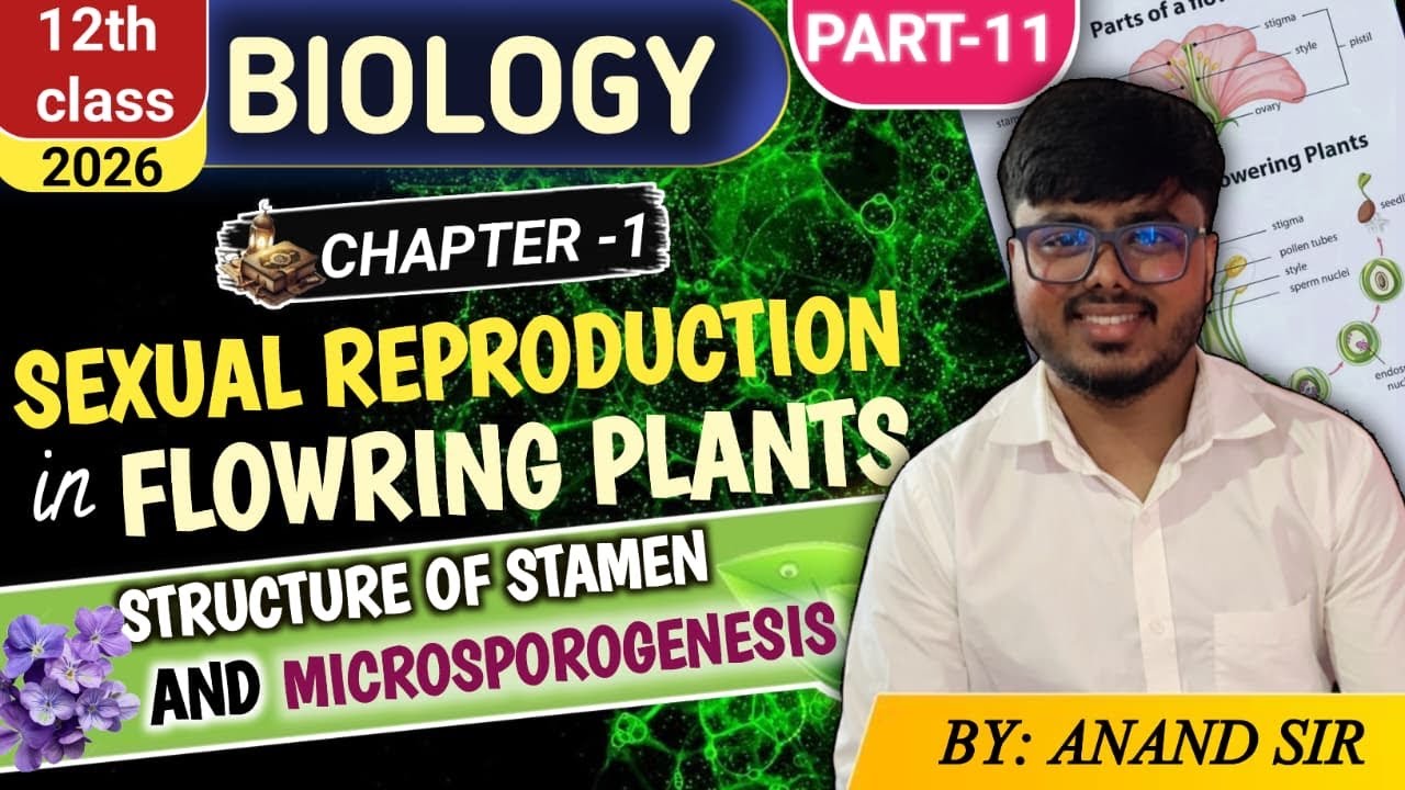 Structure Of Stamen And Microsporogenesis