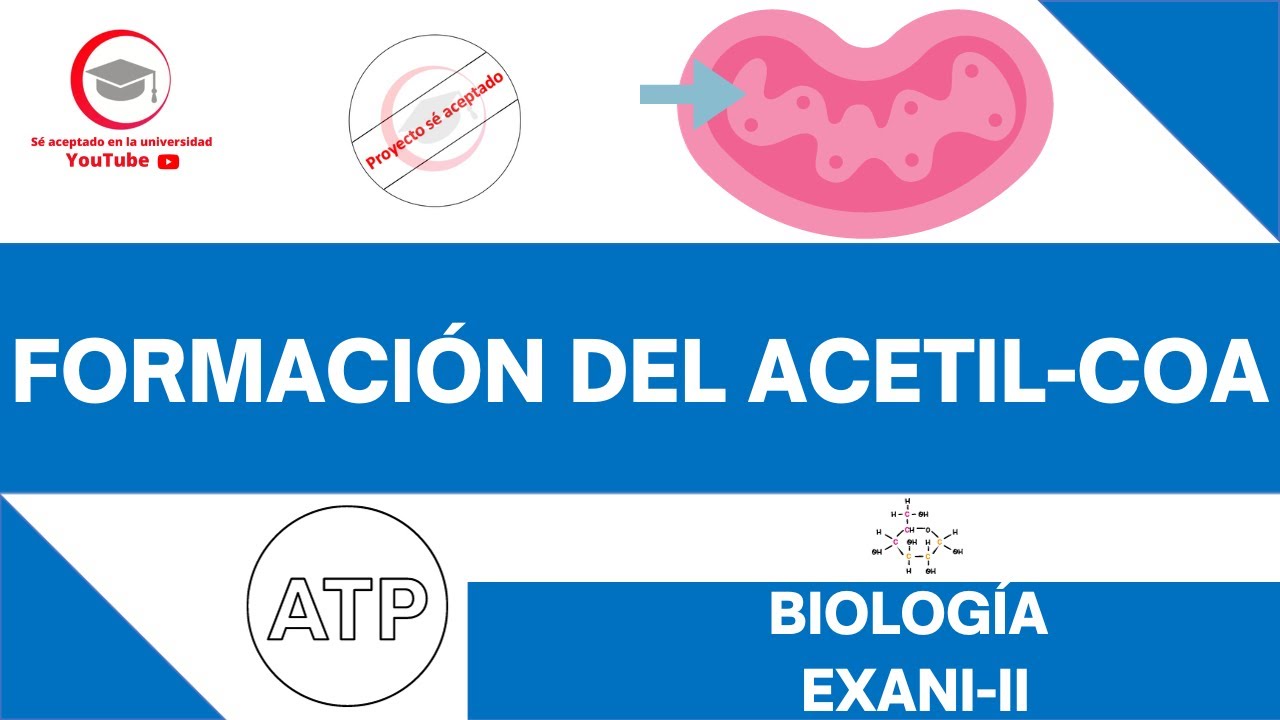 UN PASO INTERMEDIO: LA OXIDACIÓN DEL ÁCIDO PIRÚVICO | BIOLOGÍA | EXANI-II 2024