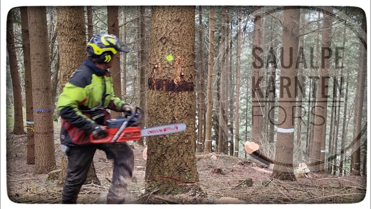 Douglasien 🌲Durchforstung mit der Jonsered 2163W 🪵🪓