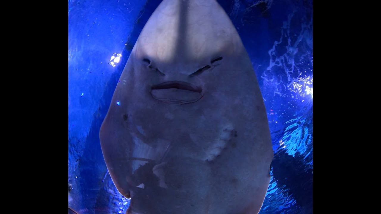 Secrets of the Deep: Shark Encounter at Tropicarium Budapest 4K